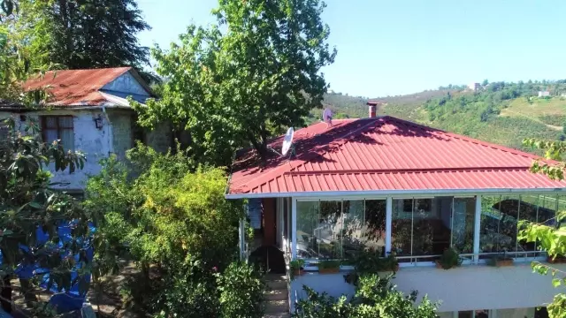 Baba mirası ağacı kesmeye kıyamadı, 8 yıldır evinin içerisinde ağaçla yaşıyor