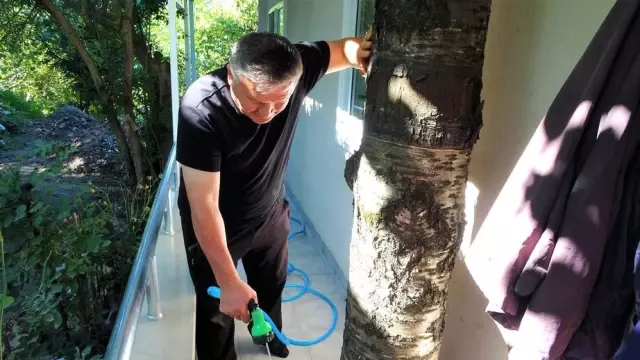 Baba mirası ağacı kesmeye kıyamadı, 8 yıldır evinin içerisinde ağaçla yaşıyor
