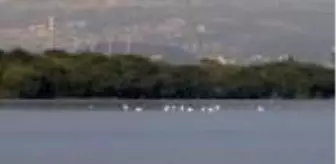 'Kesin korunacak hassas alan' olarak tescil edilen Hersek Lagünü, flamingolara ev...