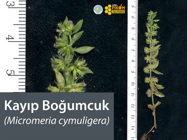 Türkiye'de 150 yıldır izine rastlanmayan bitki türü, Bingöl'de bulundu