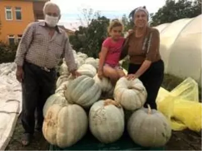 Bartınlı ailenin yetiştirdiği devasa kabaklar görenleri hayrete düşürüyor