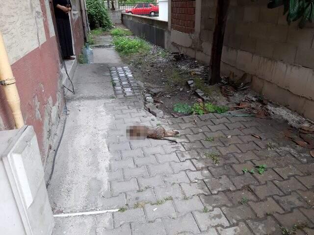 Zonguldak'ta sokak köpeği başı kopmuş halde bulundu