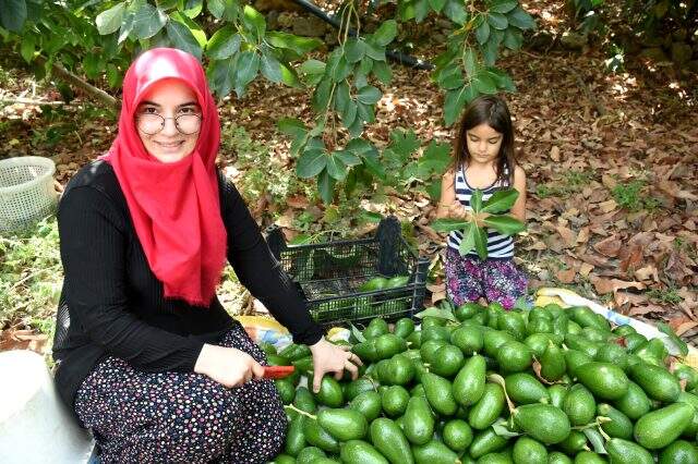 Avokadocu Ayşe'nin temizlikçilikten patronluğa uzanan başarısı: Yılda 250 bin adet satıyor Avokadocu Ayşe'nin temizlikçilikten patronluğa uzanan başarısı: Yılda 250 bin adet satıyor
