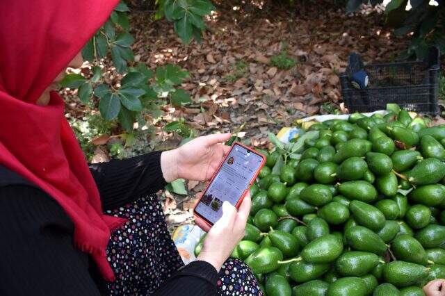 Avokadocu Ayşe'nin temizlikçilikten patronluğa uzanan başarısı: Yılda 250 bin adet satıyor Avokadocu Ayşe'nin temizlikçilikten patronluğa uzanan başarısı: Yılda 250 bin adet satıyor