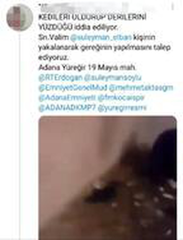 Adana'da, kedilere işkence görüntülerine tepki