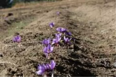 Kilosu 40 bin liradan satılan safranın hasadı başladı: 25 dönüm araziden 600 bin TL kazanacak