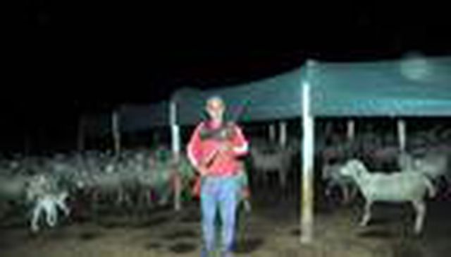 Kurtlar, köylere inip hayvanlara saldırınca tüfekle nöbet tutmaya başladılar