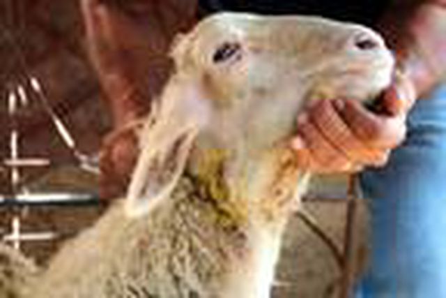 Kurtlar, köylere inip hayvanlara saldırınca tüfekle nöbet tutmaya başladılar