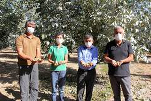 Türkiye'nin en büyük kapama ceviz bahçesinde hasat Türkiye'nin en büyük kapama ceviz bahçesinde hasat