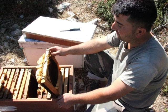 Aydın'da esrarengiz olay! Arılar, Arapça yazılar yazıp kovanları terk ediyor