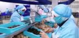 Bilecik'ten dünyaya 700 ton salyangoz dolması ihracatı