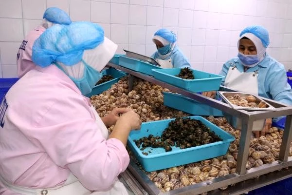 Bilecik'ten dünyaya 700 ton salyangoz dolması ihracatı Bilecik'ten dünyaya 700 ton salyangoz dolması ihracatı