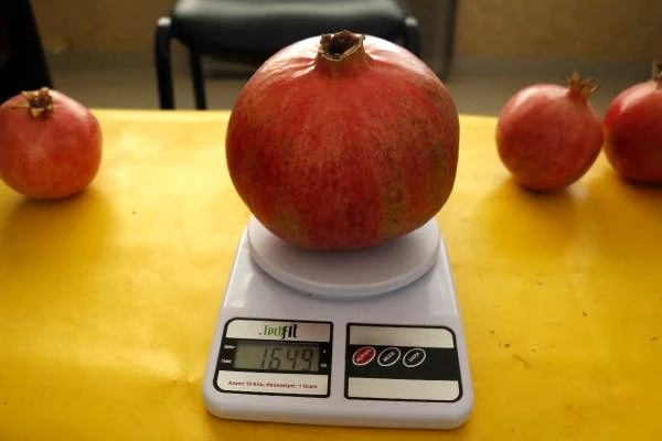 Antalyalı çiftçi Türkiye'nin en büyük narını üretti: 1 kilo 649 gram