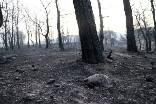 Hatay'daki yangının bıraktığı hasar sabahın ilk ışıklarında gün yüzüne çıktı