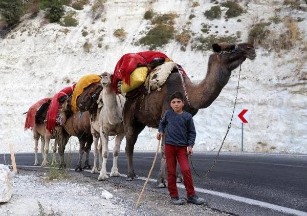 Yörüklerin develerle kış yurdu göçü başladı! Çoluk çocuk 25 gündür yoldalar