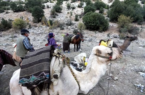 Yörüklerin develerle kış yurdu göçü başladı! Çoluk çocuk 25 gündür yoldalar