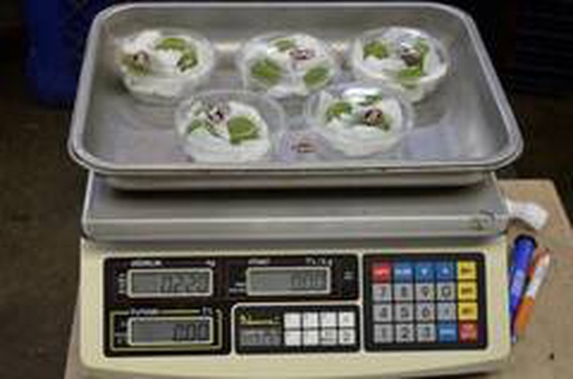 Eriğin kilosu çeyrek altınla yarışıyor: 3 tanesi 40, kilosu 800 liradan satılıyor Eriğin kilosu çeyrek altınla yarışıyor: 3 tanesi 40, kilosu 800 liradan satılıyor
