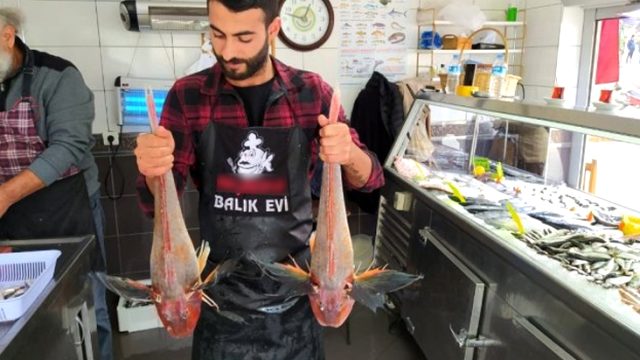 5'er kiloluk kırlangıç balıkları 500'er liradan satışa sunuldu
