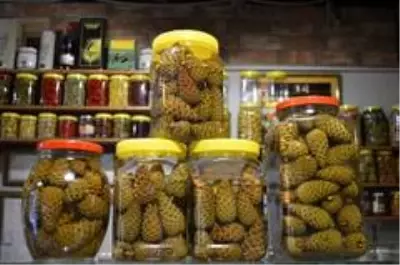 Çam kozalağından denemelik turşu yapmaya başlamıştı, şimdi taleplere yetişemiyor Çam kozalağından denemelik turşu yapmaya başlamıştı, şimdi taleplere yetişemiyor