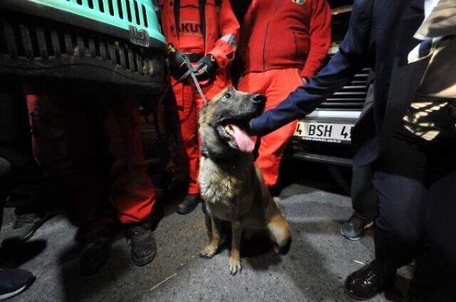 K-9 arama köpeği Bob'un enkazda bulduğu kedi kurtarıldı K-9 arama köpeği Bob'un enkazda bulduğu kedi kurtarıldı