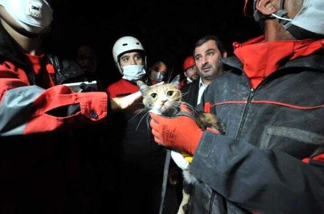 K-9 arama köpeği Bob'un enkazda bulduğu kedi kurtarıldı K-9 arama köpeği Bob'un enkazda bulduğu kedi kurtarıldı