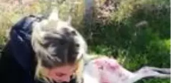 Son dakika haberleri... Ailesinin komşusu, köpeğini tüfekle öldürdü