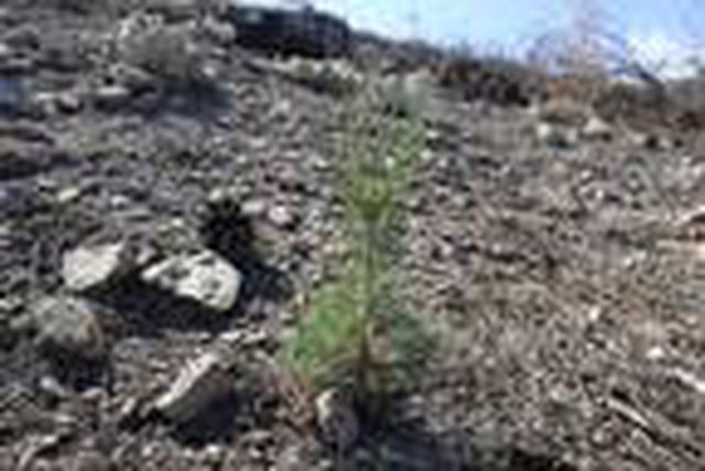 Yanan ağaçların patlayan kozalaklarından çıkan tohumlar yeşerdi