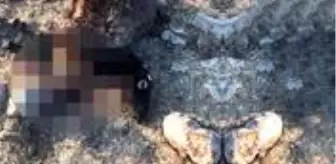 Yayladan köye inen kurt sürüsü, çoğu hamile 18 koyunu parçaladı