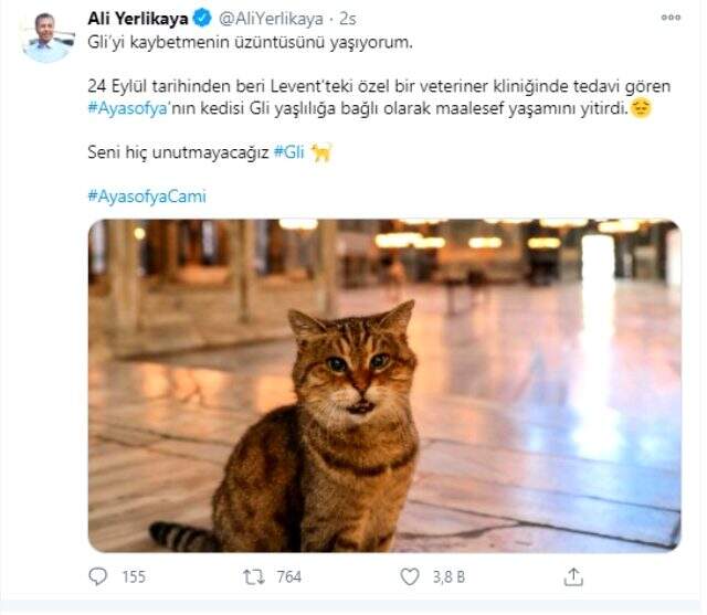 Ayasofya'nın sembol kedisi Gli hayatını kaybetti Ayasofya'nın sembol kedisi Gli hayatını kaybetti