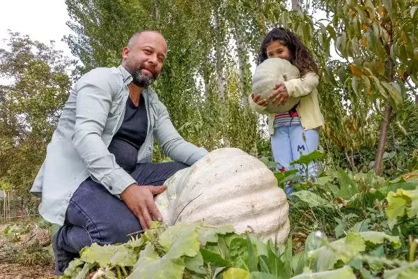 Şehir hayatından sıkılıp döndüğü memleketinde, dev kabaklar yetiştiriyor