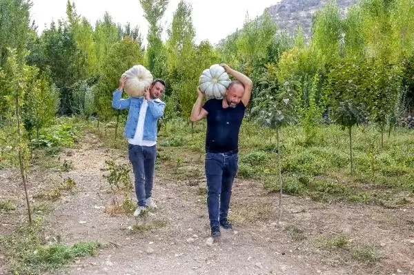 Şehir hayatından sıkılıp döndüğü memleketinde, dev kabaklar yetiştiriyor