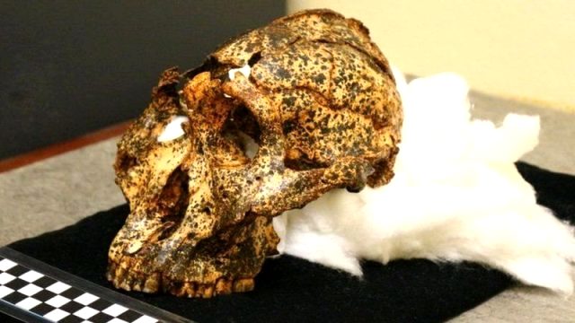 Güney Afrika'da 2 milyon yıllık insansı kafatası bulundu