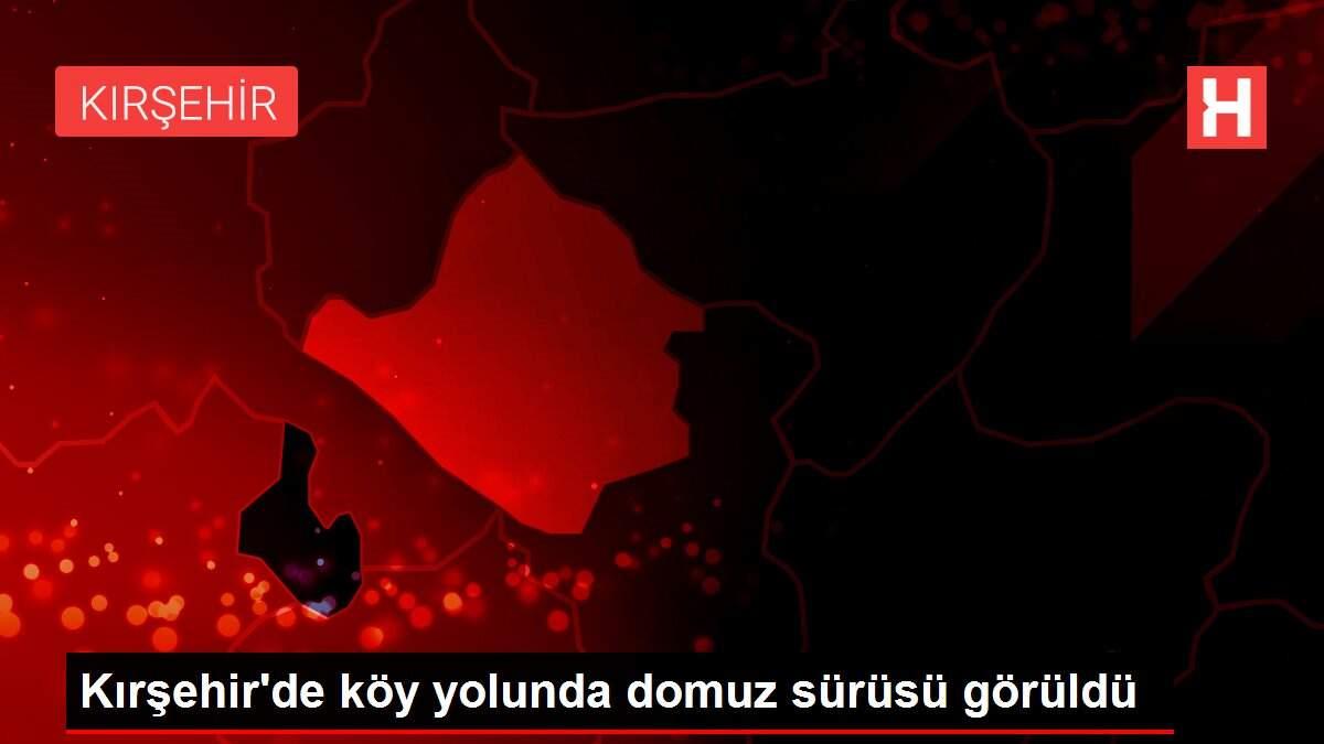 Kırşehir'de köy yolunda domuz sürüsü görüldü