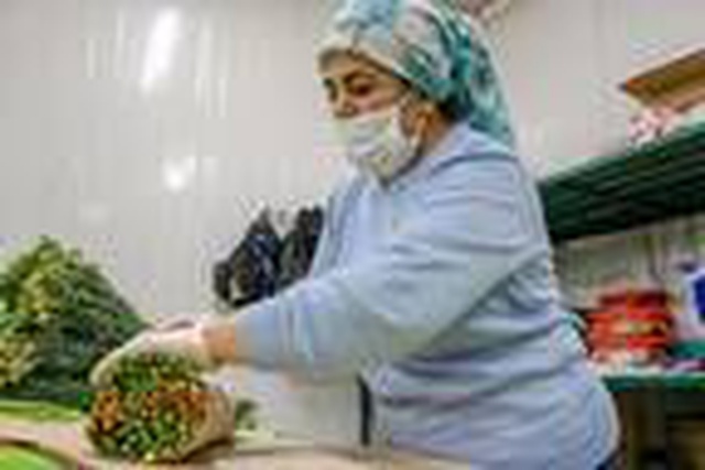 İhracatçılar endişeli, Avrupa kapıları kapatırsa 150 milyon dal Noel çiçeği çöpe gidecek İhracatçılar endişeli, Avrupa kapıları kapatırsa 150 milyon dal Noel çiçeği çöpe gidecek
