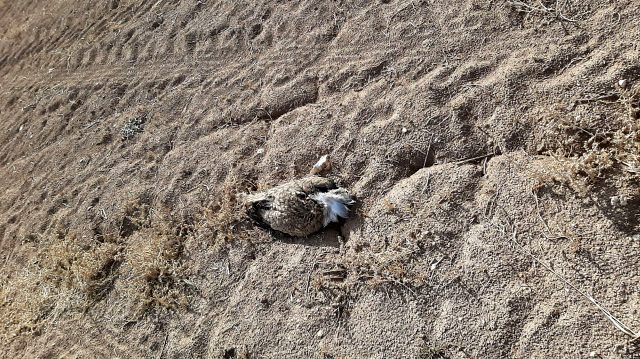7 yıl sonra Trabzon'da görülen yakalı toy kuşunu avcılar vurdu