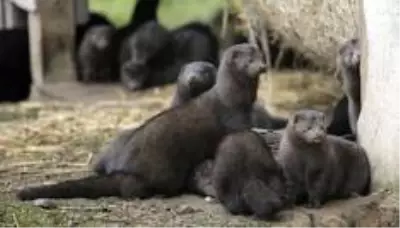  <a class='keyword-sd' href='/koronavirus/' title='Koronavirüs'>Koronavirüs</a>: Hollanda virüs mutasyonu sonrası vizon çiftliklerini hızla kapatmaya hazırlanıyor