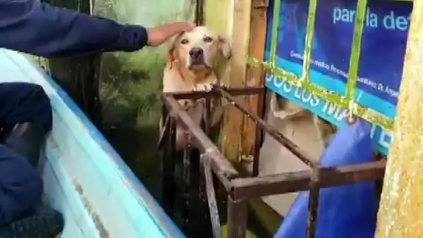 Meksika'da selde mahsur kalan köpeğin kurtarılma anı duygusal anlara yol açtı