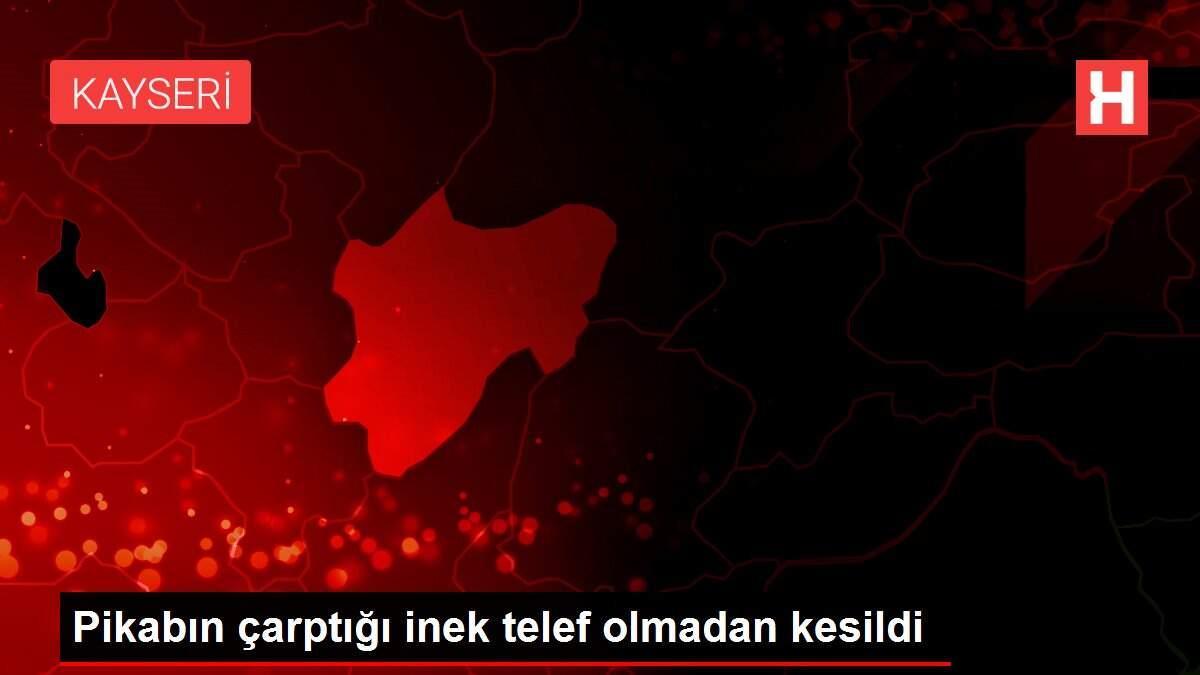 Pikabın çarptığı inek telef olmadan kesildi
