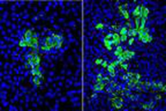 Koronavirüsle ilgili dikkat çeken araştırma: Sigara içmek 3 kat daha fazla etkiliyor