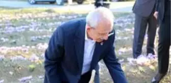 CHP Genel Başkanı Kılıçdaroğlu Safran tarlasında hasat yaptı