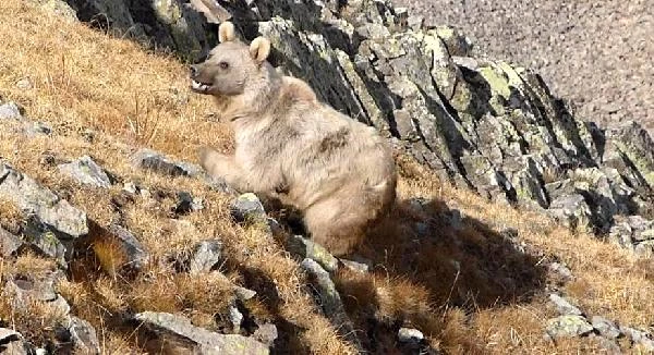 10 dakika boyunca ayıyla boğuşa vatandaşı çoban köpekleri kurtardı
