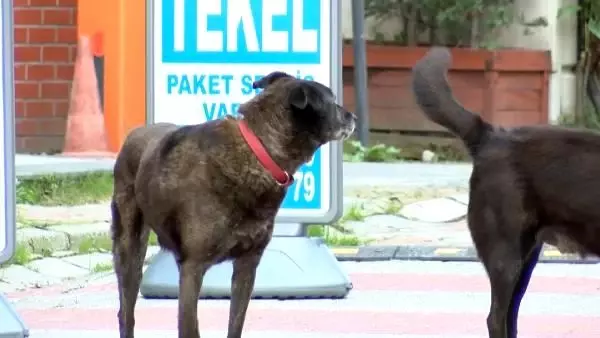 Köpekten kaçan 15 yaşındaki çocuk 6 metre yükseklikten böyle düştü