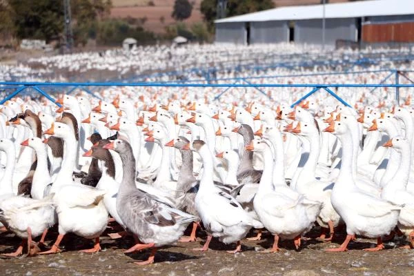 Adana'da hobi için beslediği kazlarla çiftlik kurdu, Türkiye'nin her yerine satış yapıyor
