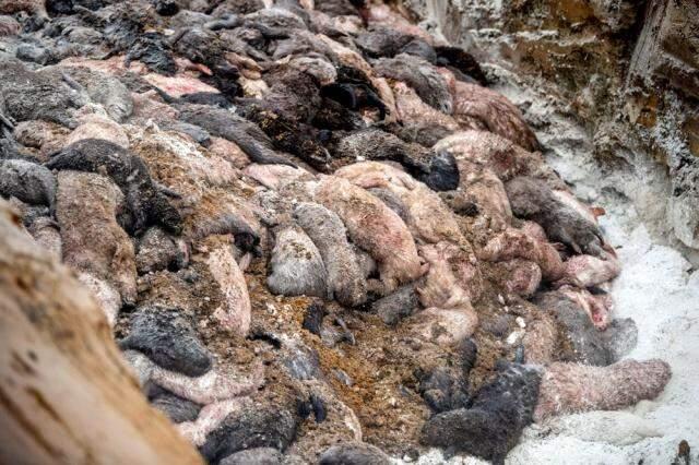 Danimarka'da 'zombi' vizon istilası