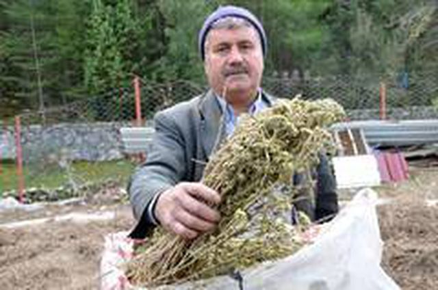 Köylülerin geçim kaynağı oldu! Koronavirüs sonrası kekik yağı satışları patladı