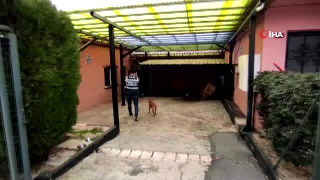 Hayvanlara yönelik cinsel içerikli paylaşımlar yapan şahıs: Siharbazım, ironi yapmak istedim