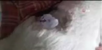 Çoban köpeğini tüfekle vurdular