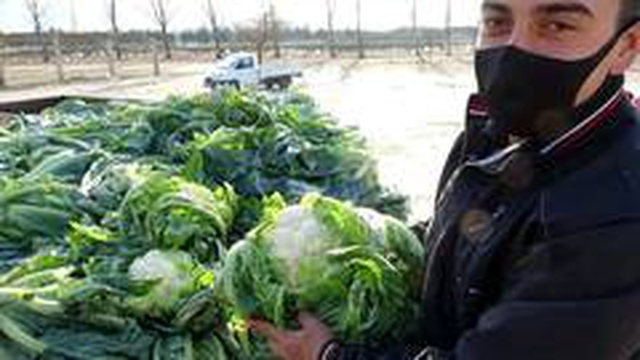 2 ay önce değeri olmayan karnabahar şimdi cep yakıyor