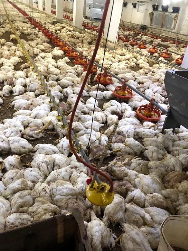 Havalandırmanın arızalanması pahalıya patladı: 20 bin tavuk telef oldu