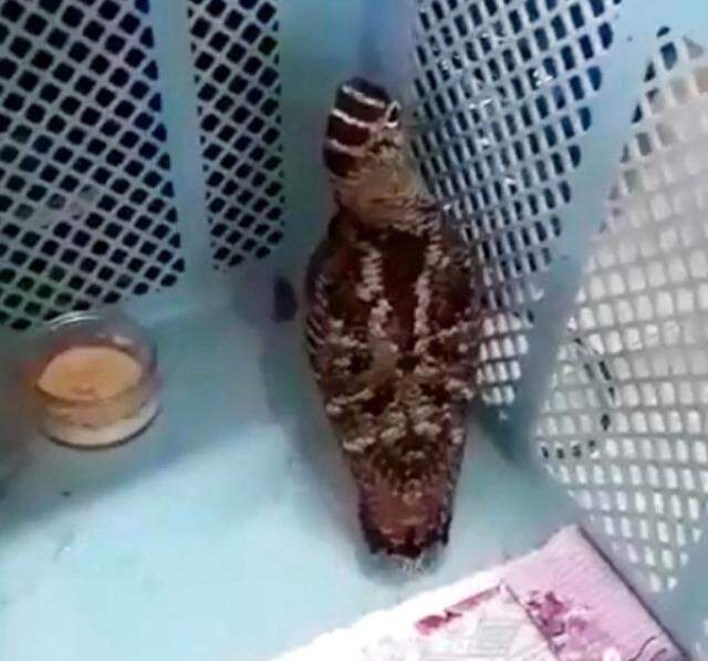 Kafese kapatılmayı kabullenemeyen çulluk, 3 gün içerisinde telef oldu